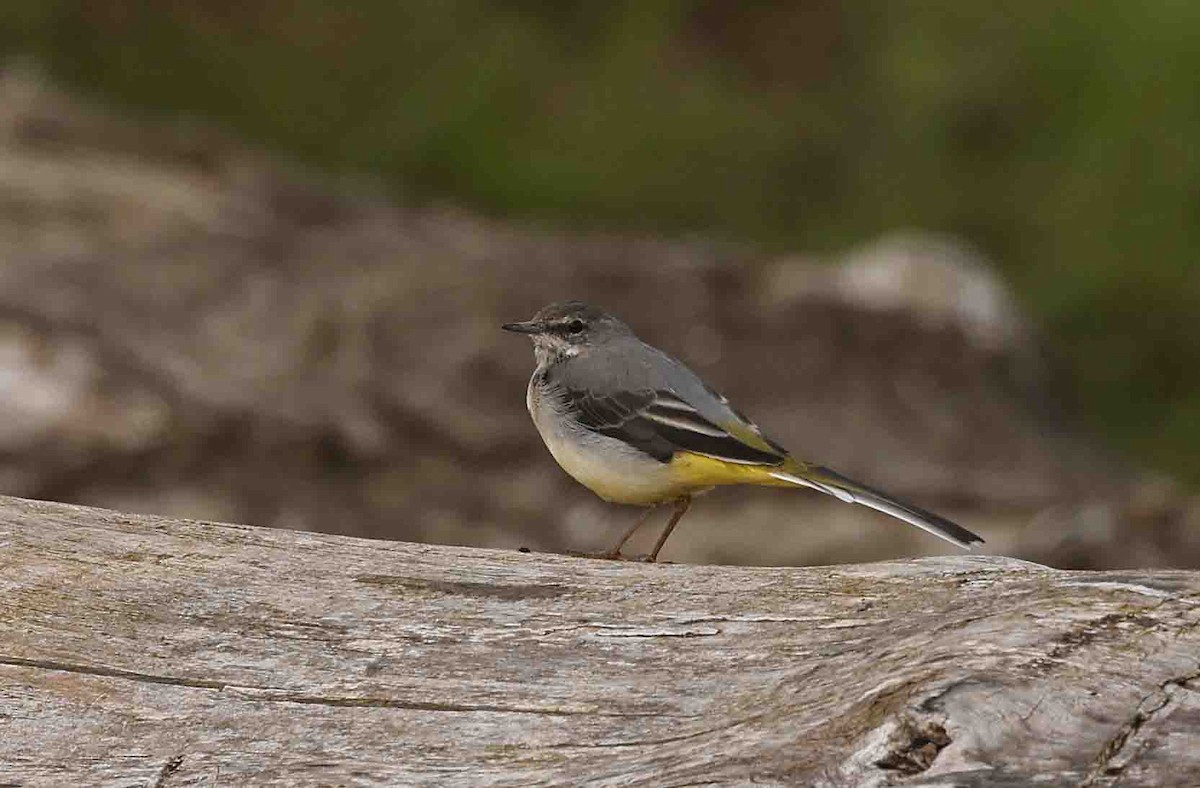 Gray Wagtail - ML641389512