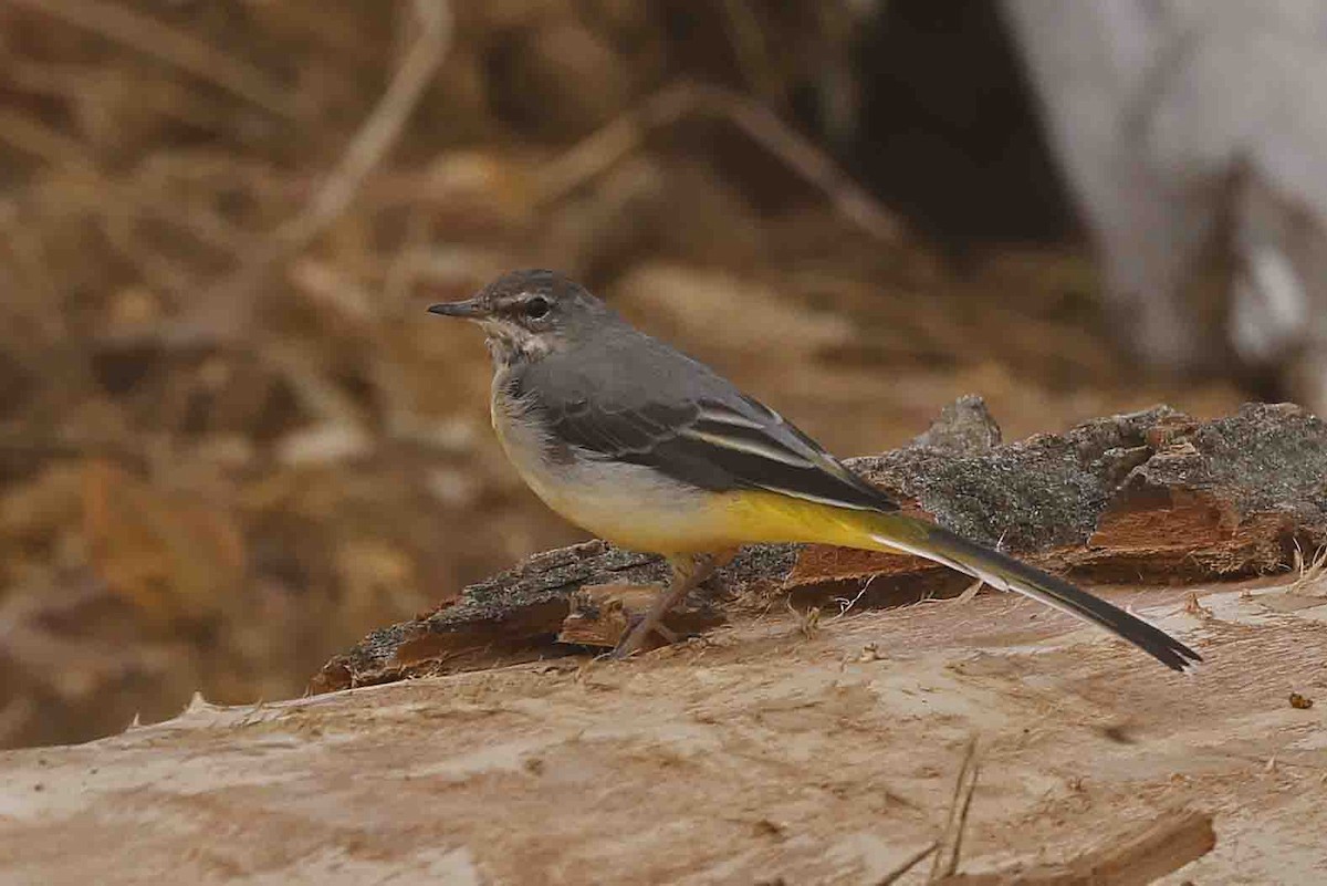 Gray Wagtail - ML641389518
