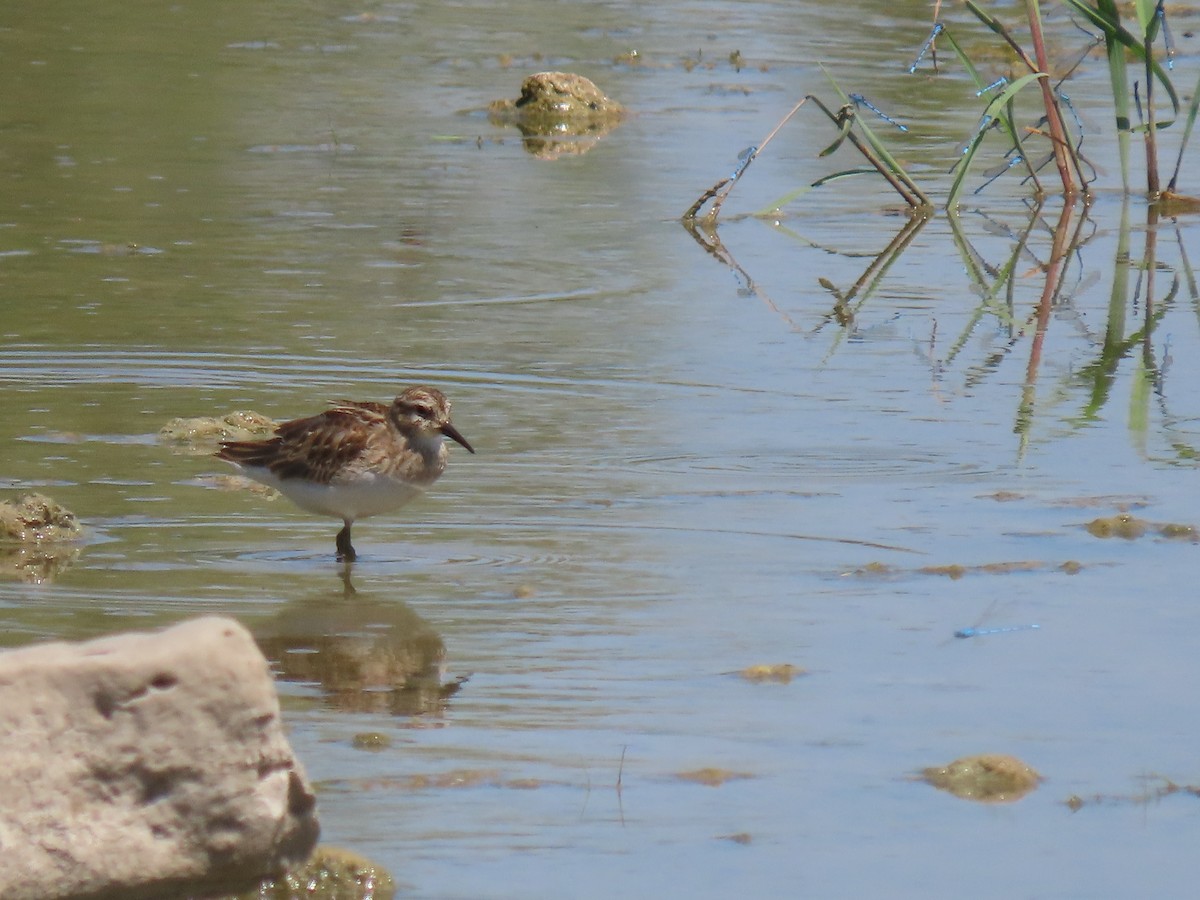 Least Sandpiper - ML641389529