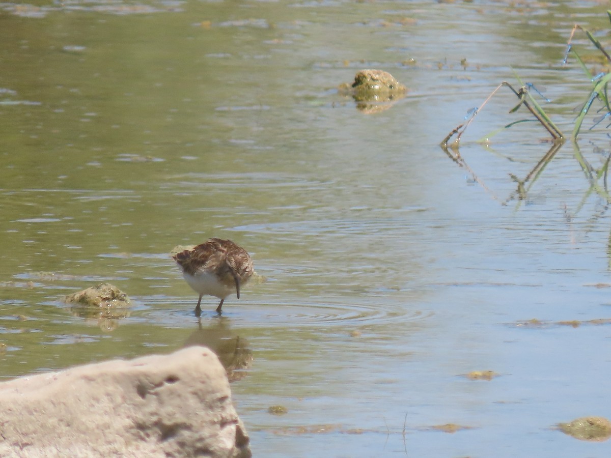 Least Sandpiper - ML641389530