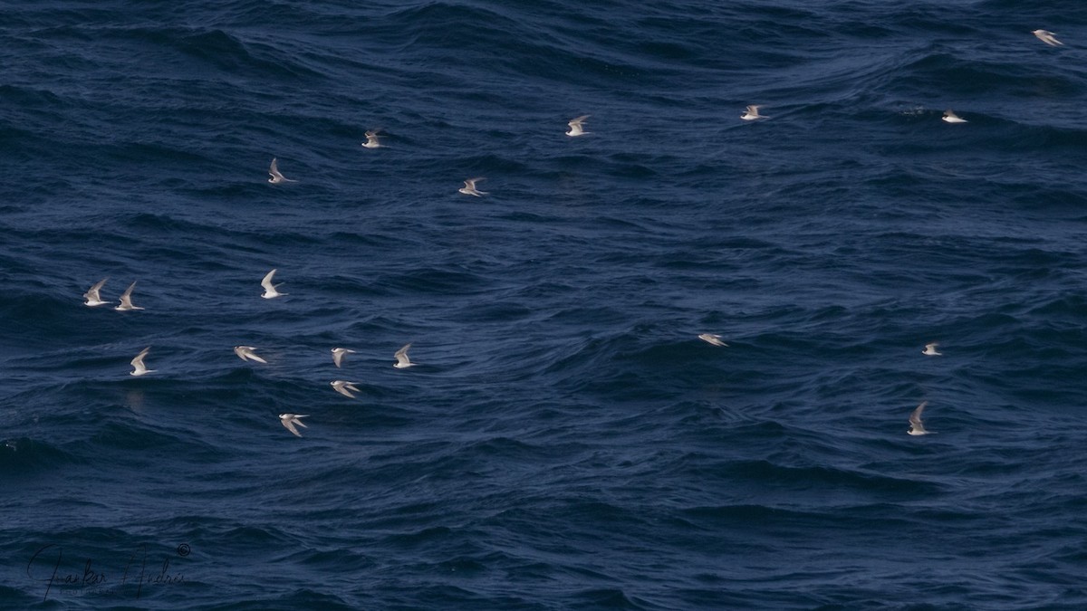 Arctic Tern - ML641389543