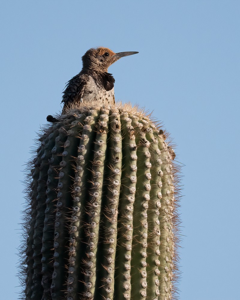 Gilded Flicker - ML641389552