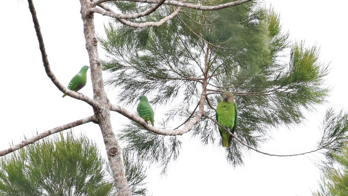 Dwarf Fruit-Dove - ML641389562