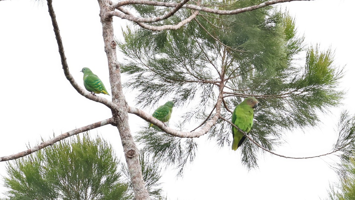 Dwarf Fruit-Dove - ML641389584