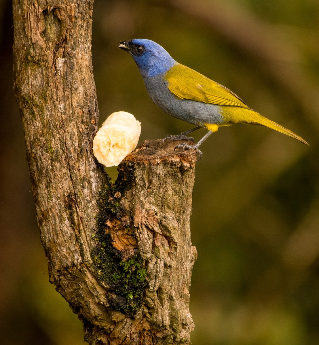 Blue-capped Tanager - ML641389608