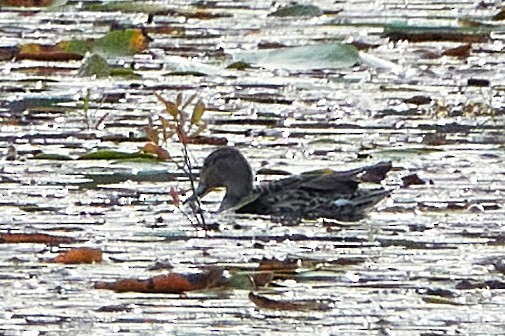 Green-winged Teal - ML641389615