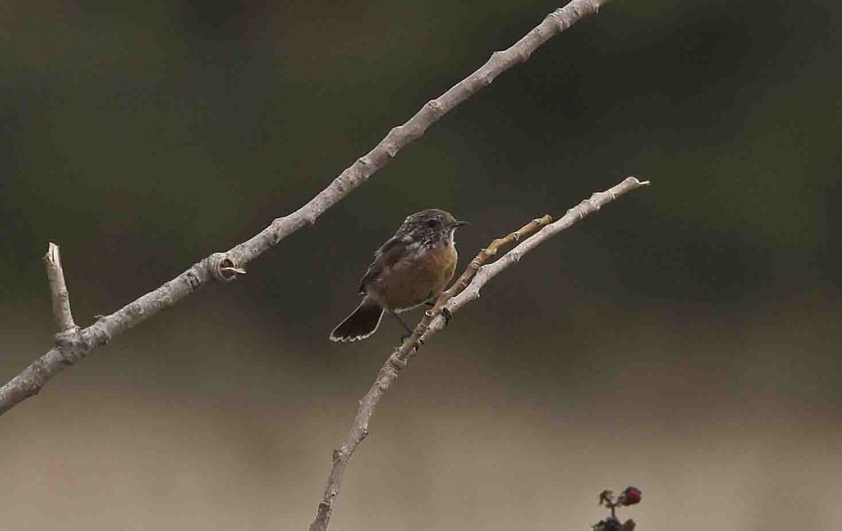 European Stonechat - ML641389622