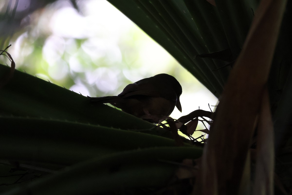 Rufous Shrikethrush - ML641389634