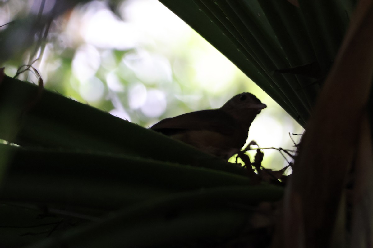 Rufous Shrikethrush - ML641389635