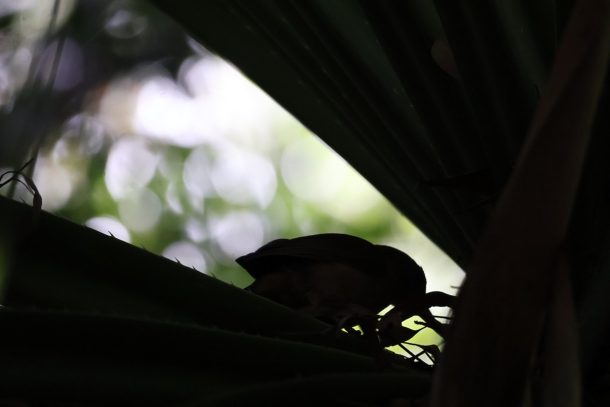 Rufous Shrikethrush - ML641389636