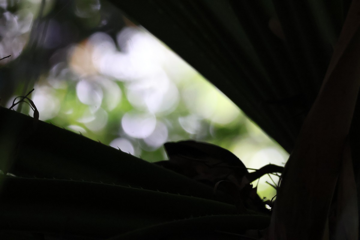 Rufous Shrikethrush - ML641389637