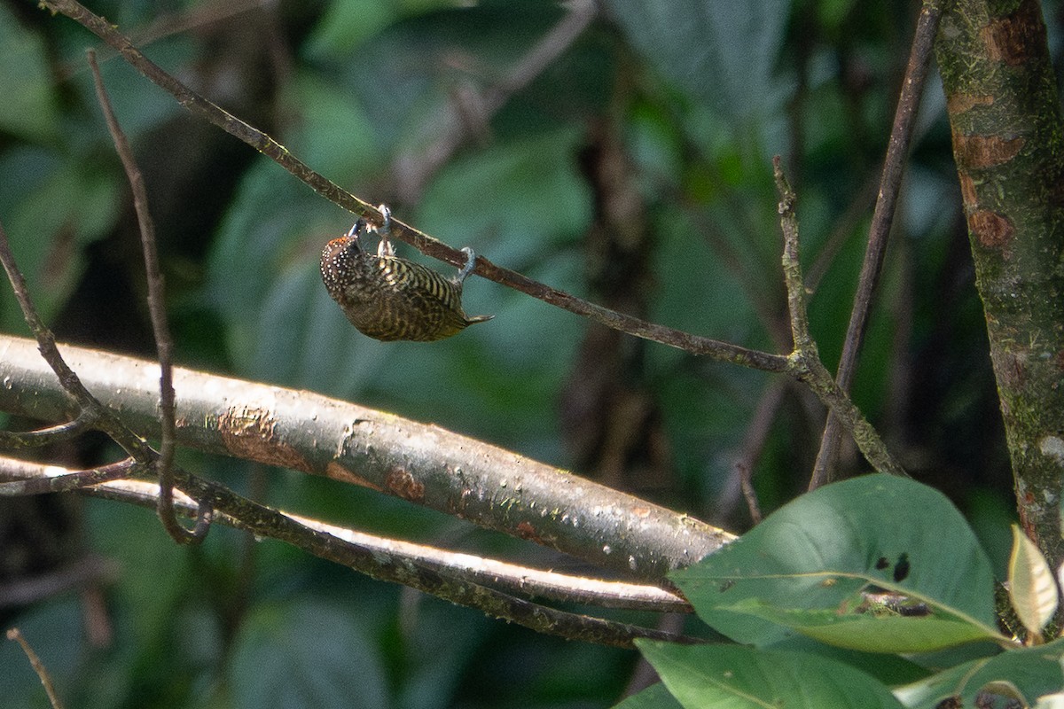 Lafresnaye's Piculet - ML641389657