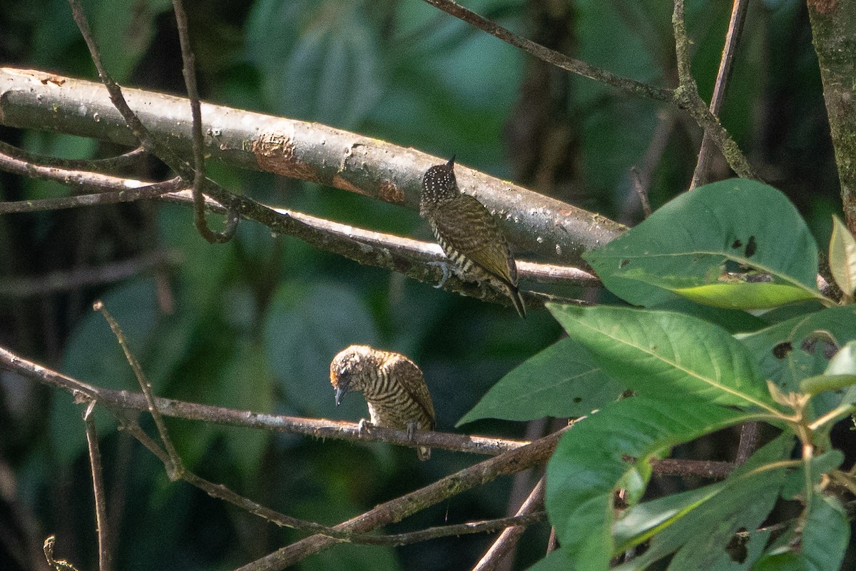 Lafresnaye's Piculet - ML641389658