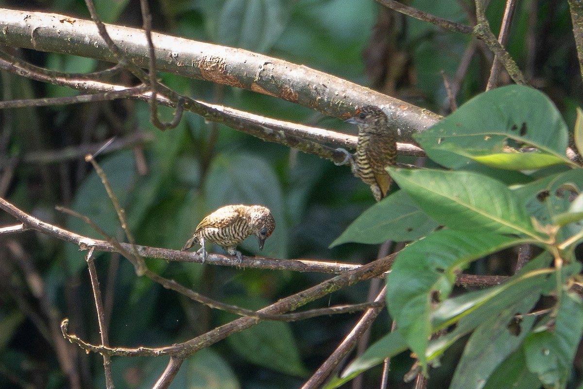Lafresnaye's Piculet - ML641389659