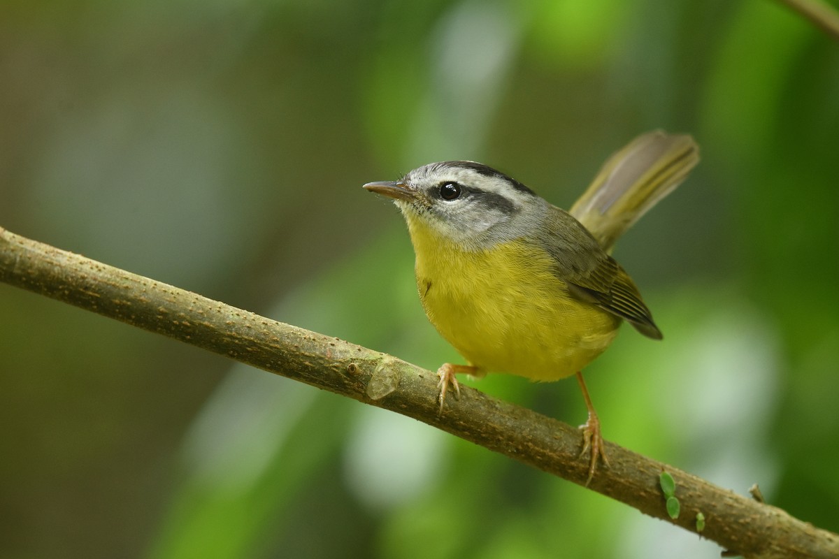 Golden-crowned Warbler - ML641389666