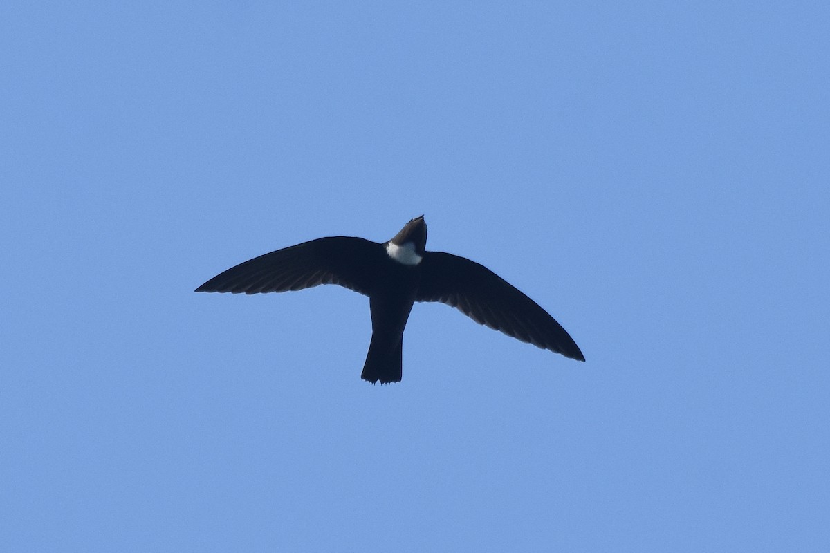 Biscutate Swift - ML641389670