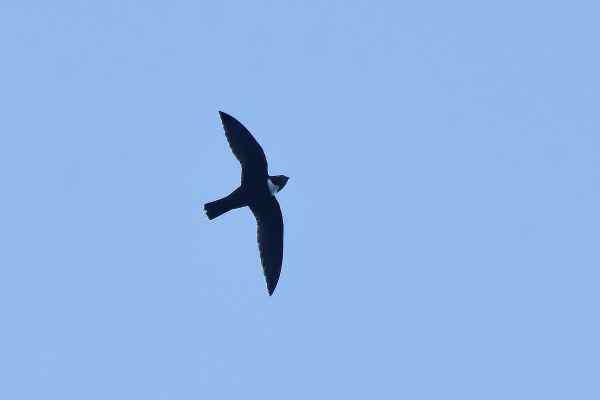 Biscutate Swift - ML641389671