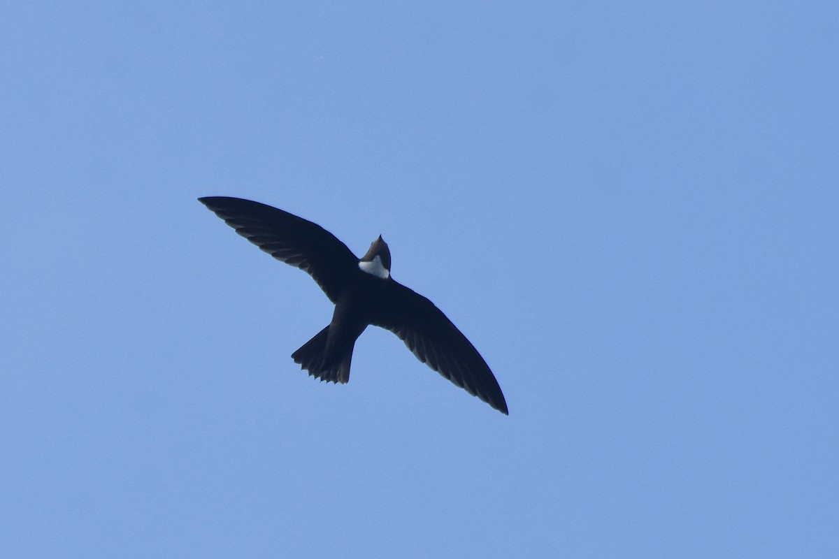 Biscutate Swift - ML641389672