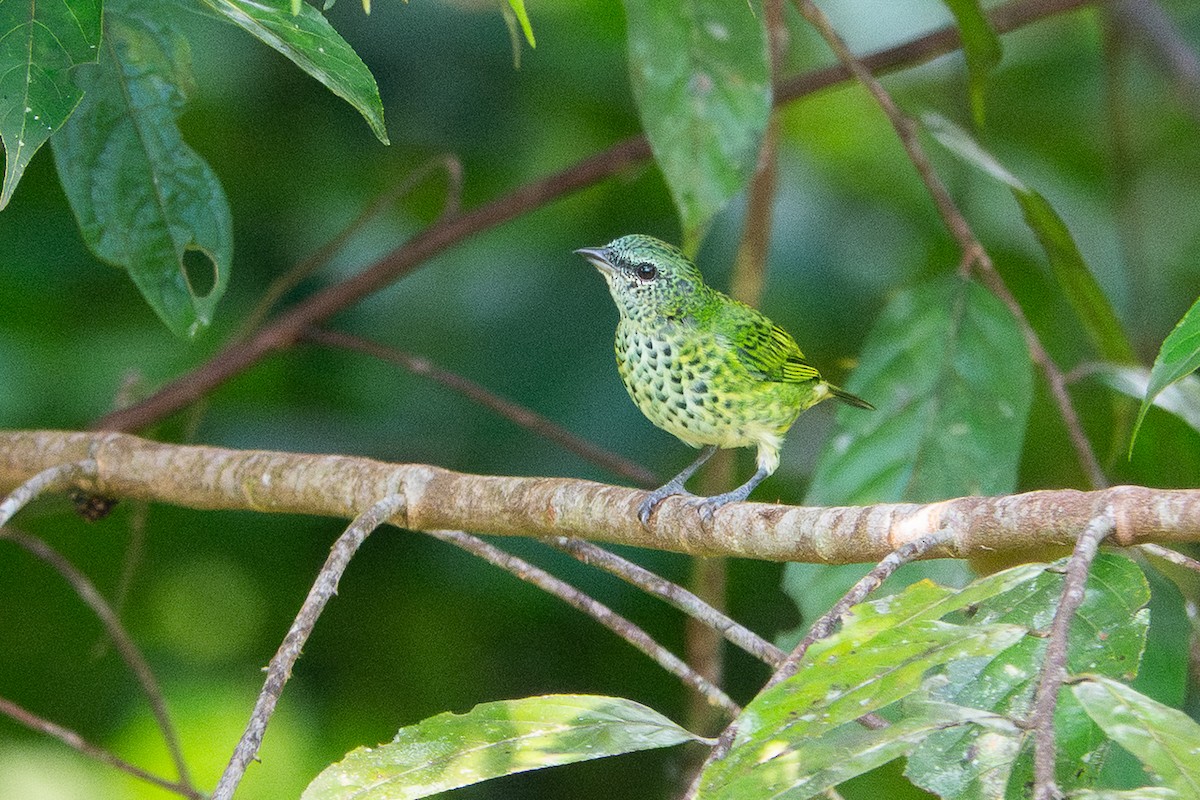 Spotted Tanager - ML641389673