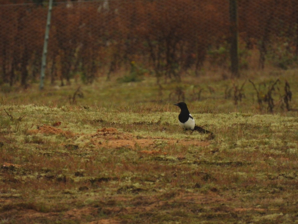 Eurasian Magpie - ML641389676