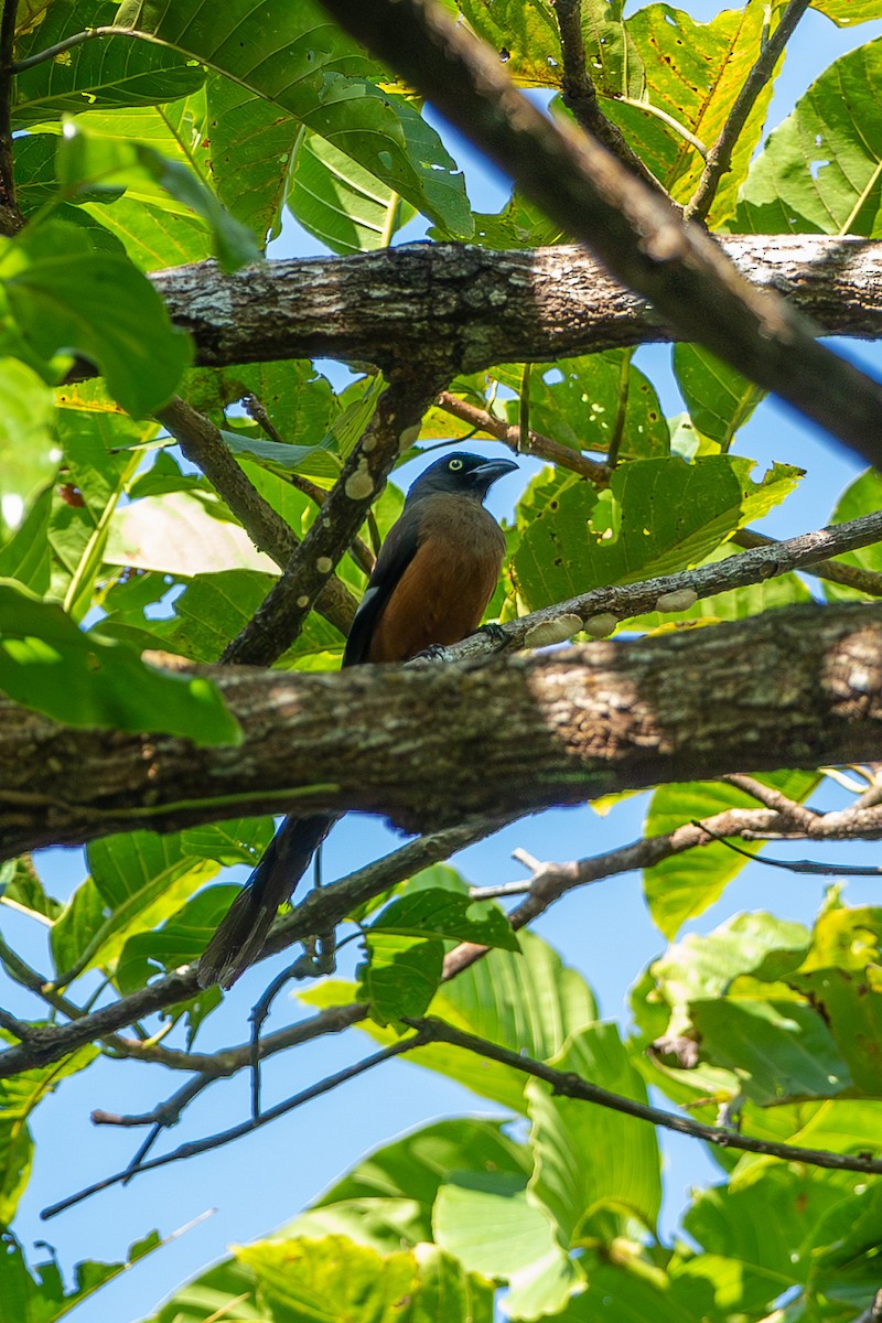 Andaman Treepie - ML641389711