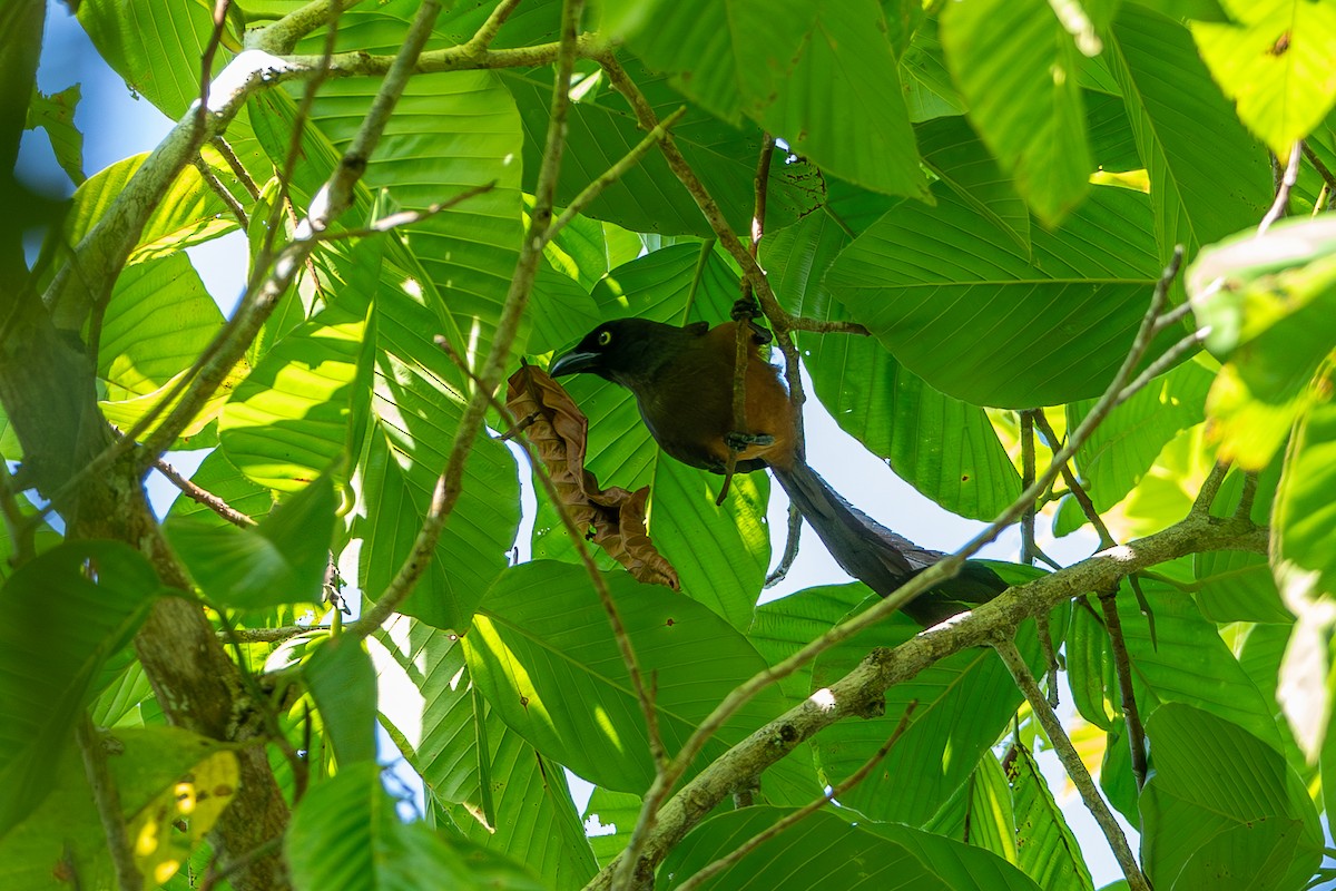 Andaman Treepie - ML641389713
