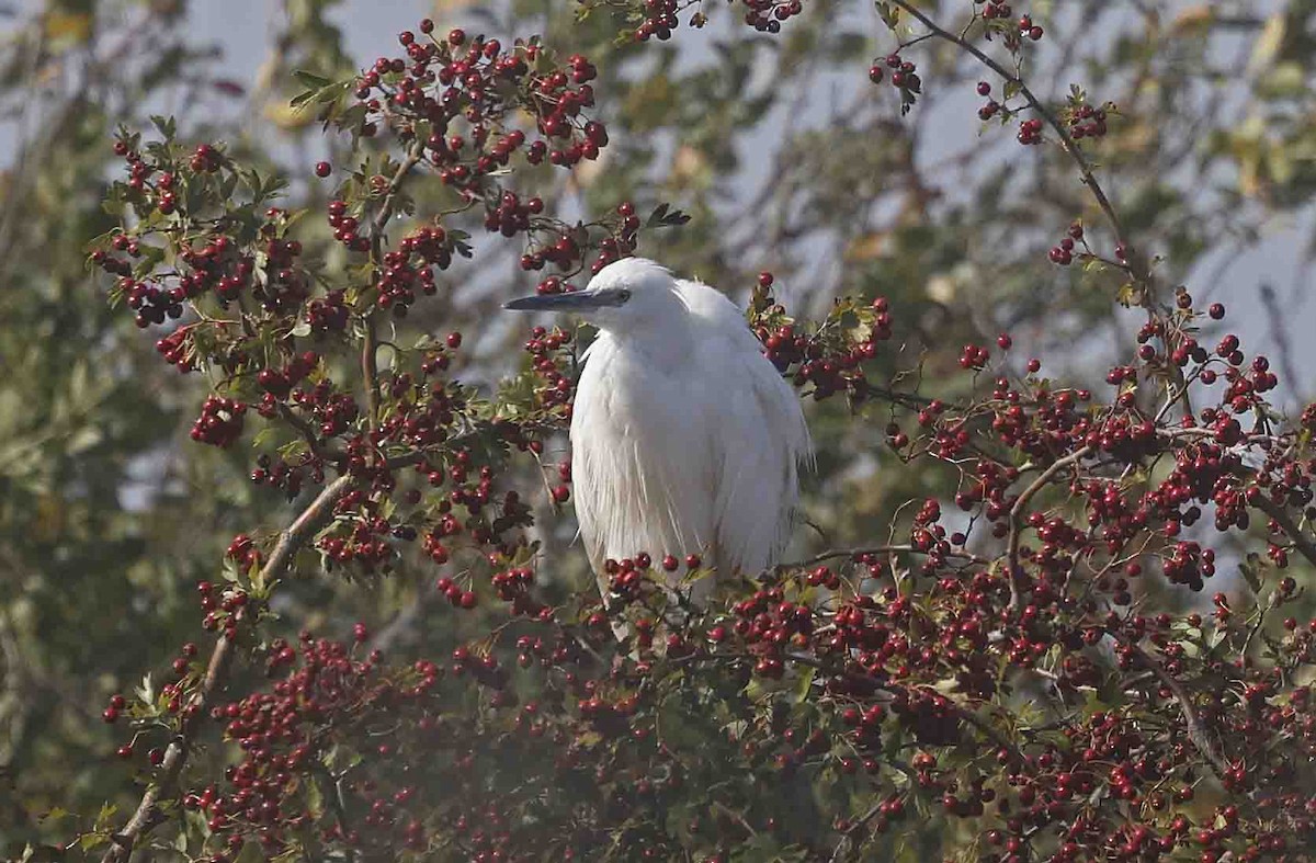 Little Egret (Western) - ML641389720