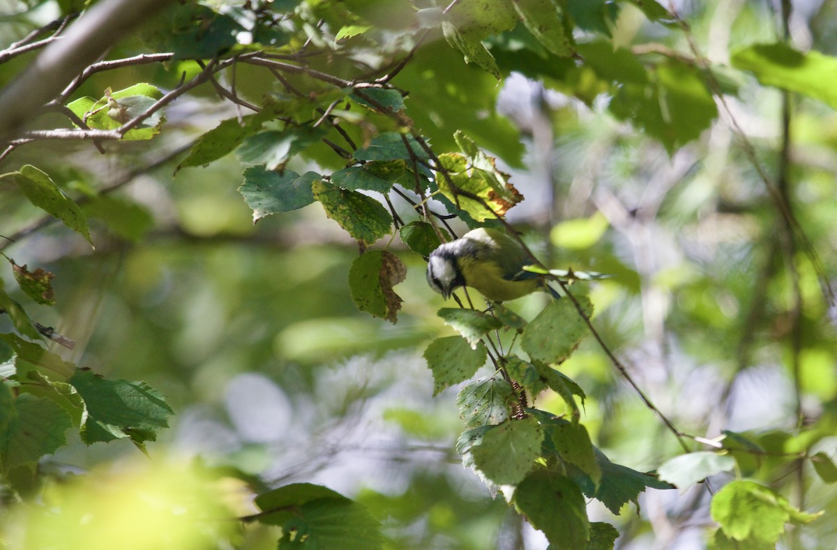 Eurasian Blue Tit - ML641389729