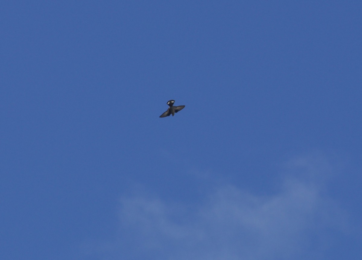 Eurasian Crag-Martin - ML641389733