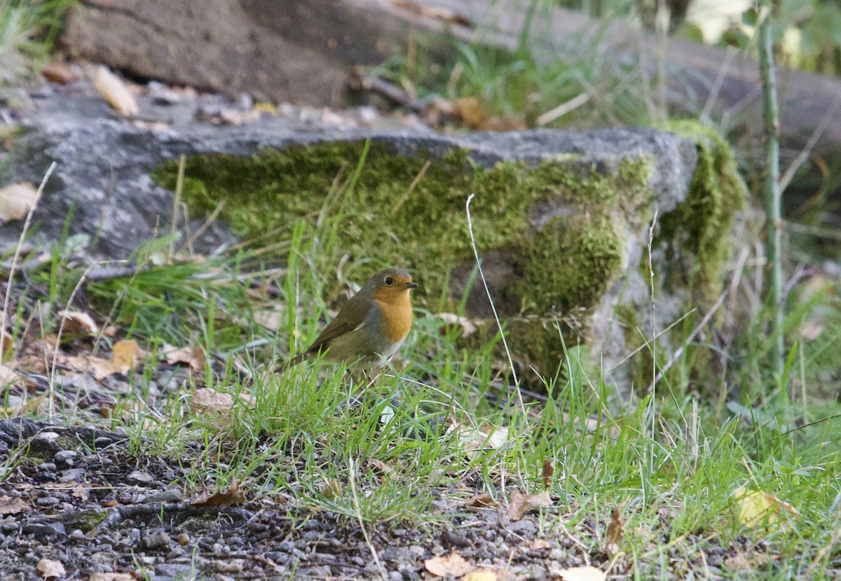 European Robin - ML641389735