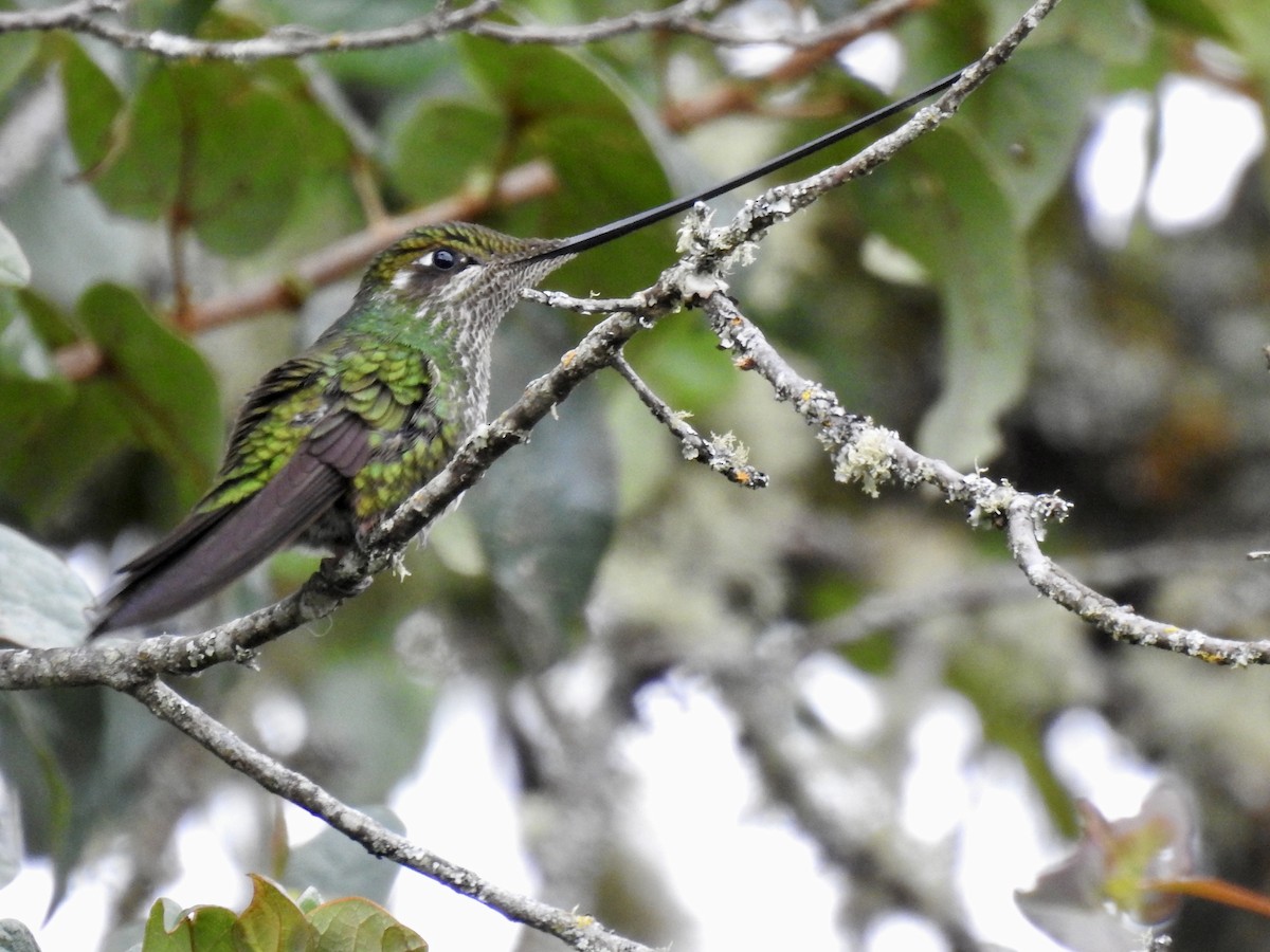 Sword-billed Hummingbird - ML641389745