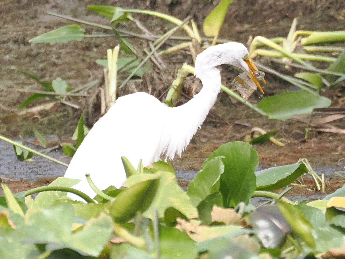 Grande Aigrette - ML641389769