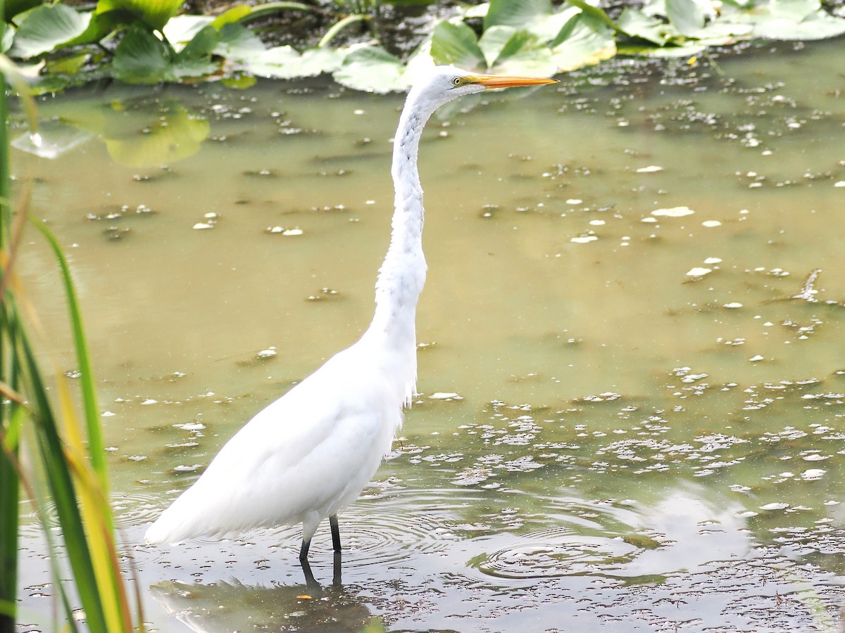 Grande Aigrette - ML641389770