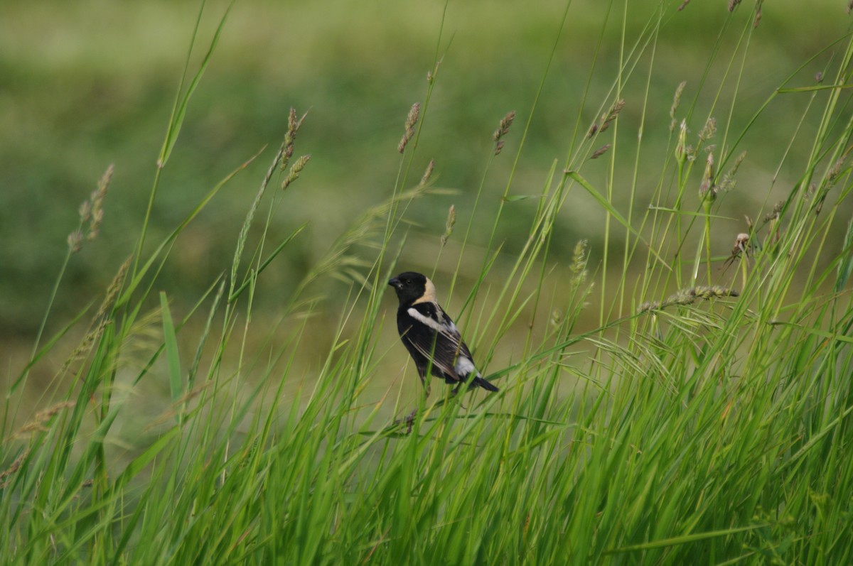 Bobolink - ML641389772