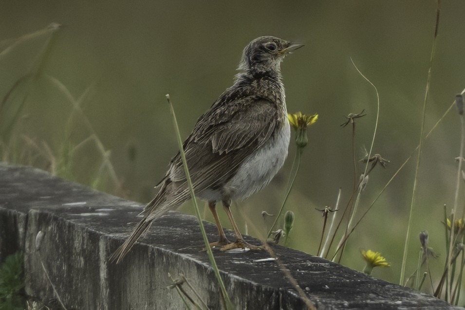 Eurasian Skylark - ML641389800