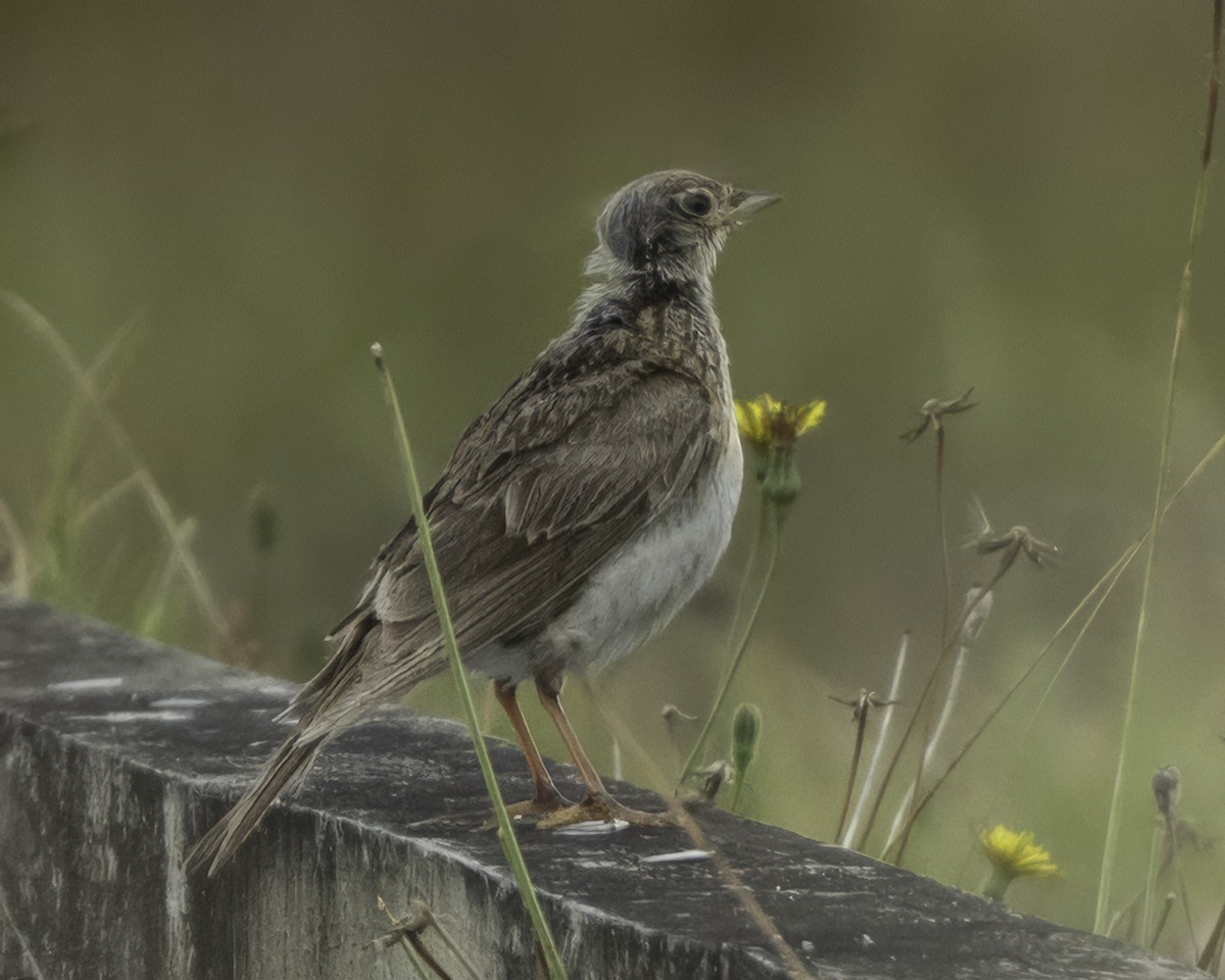 Eurasian Skylark - ML641389801