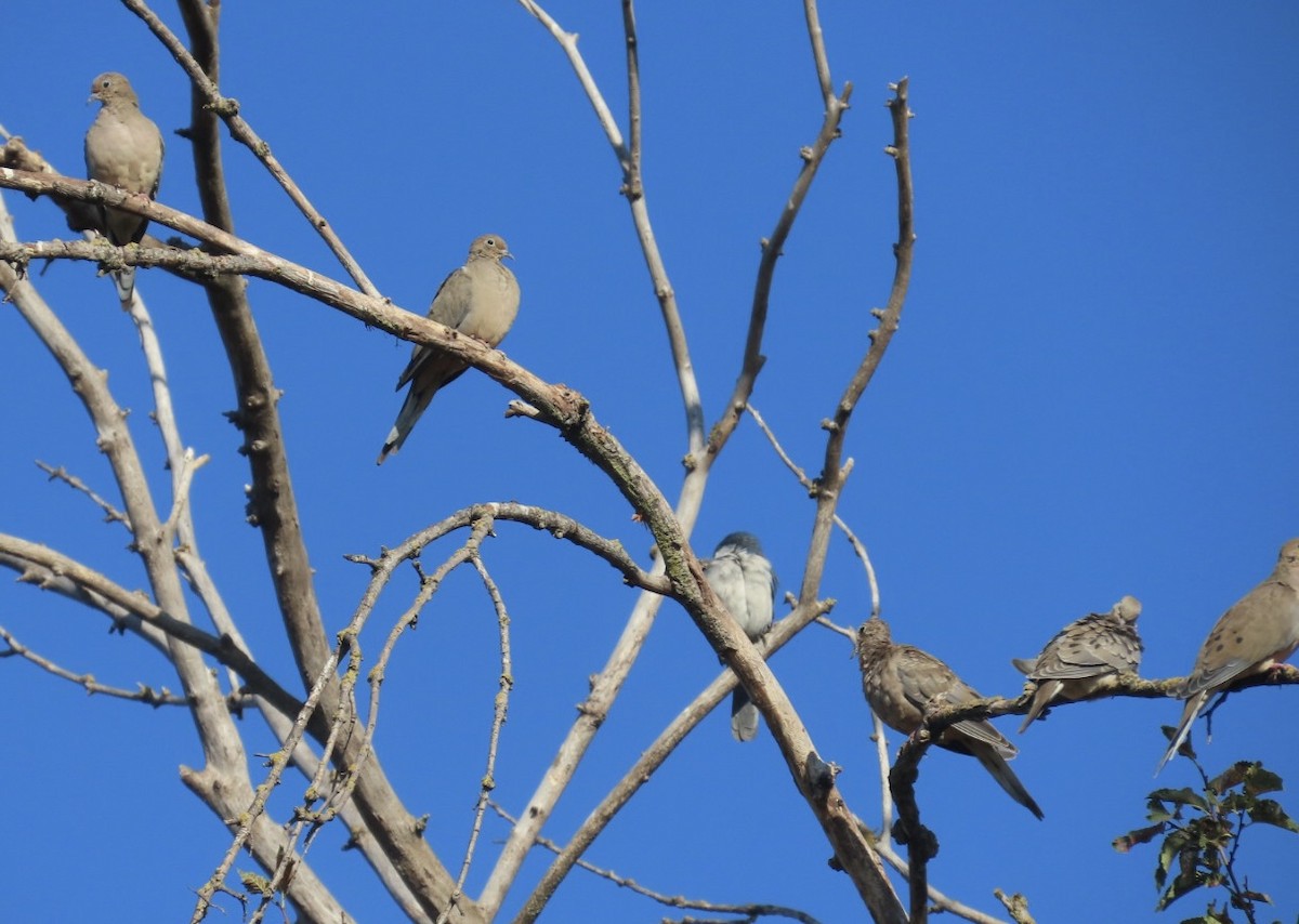 Mourning Dove - ML641389803