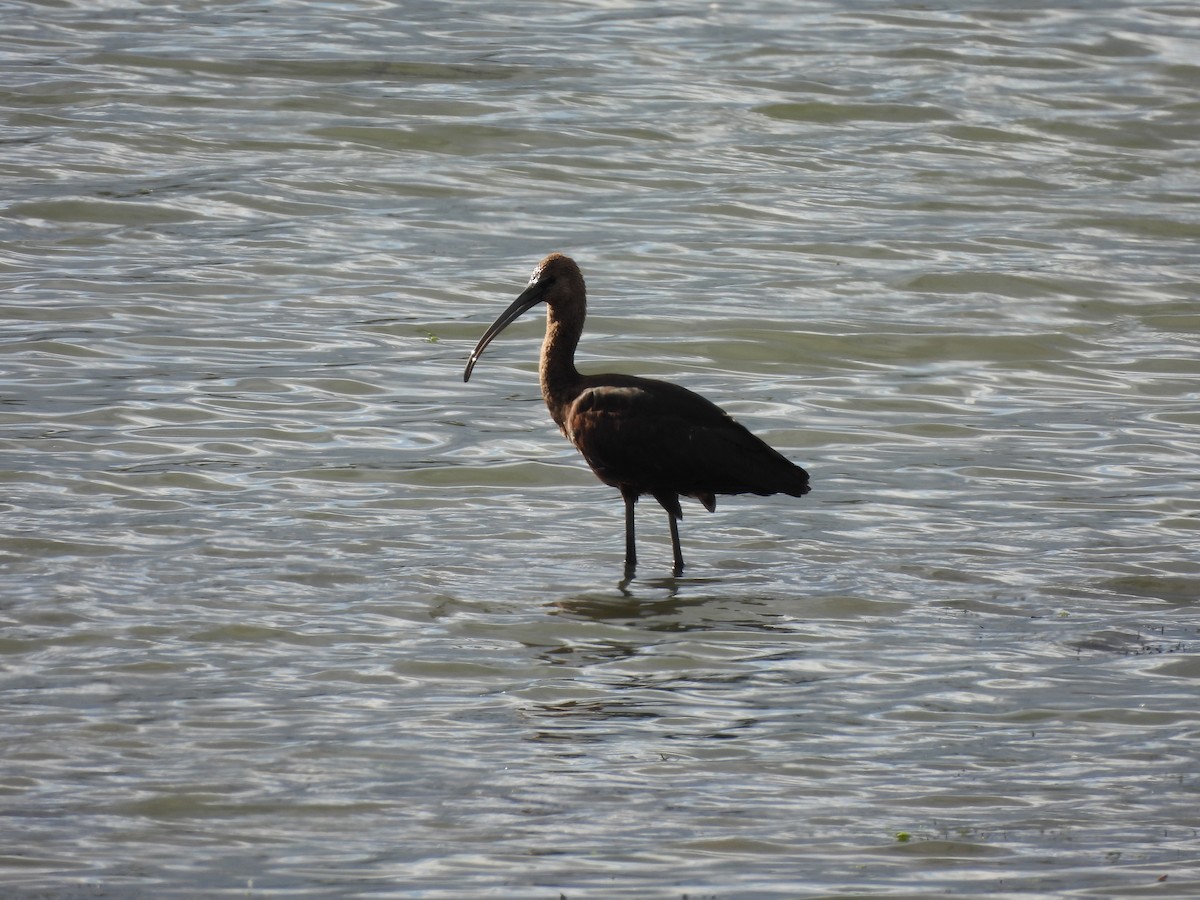 Glossy Ibis - ML641389804