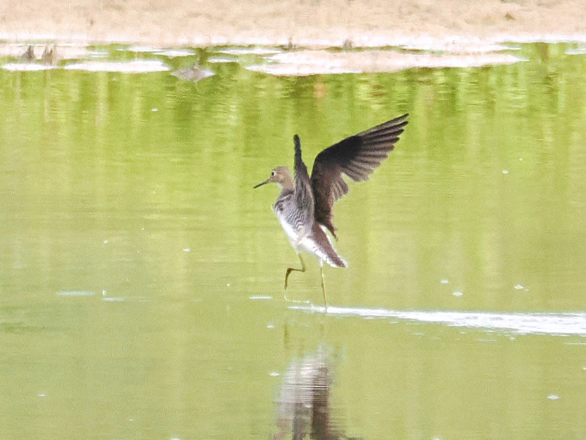 Solitary Sandpiper - ML641389806