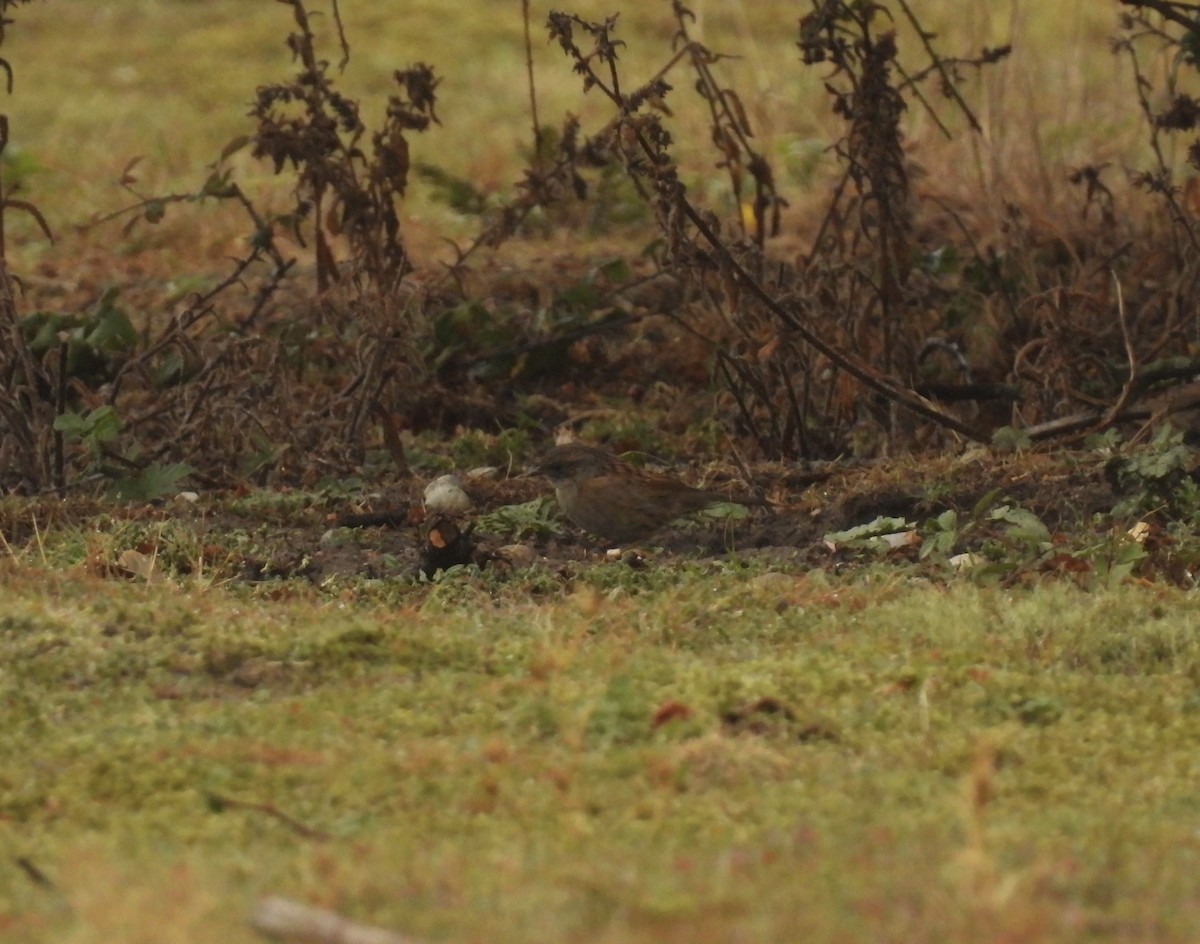 Dunnock - ML641389807
