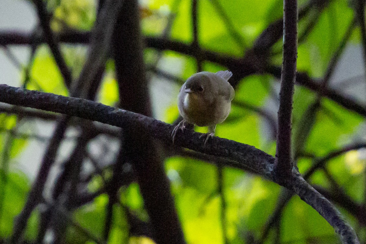 Common Yellowthroat - ML641389808