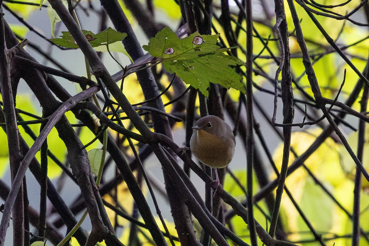 Common Yellowthroat - ML641389809