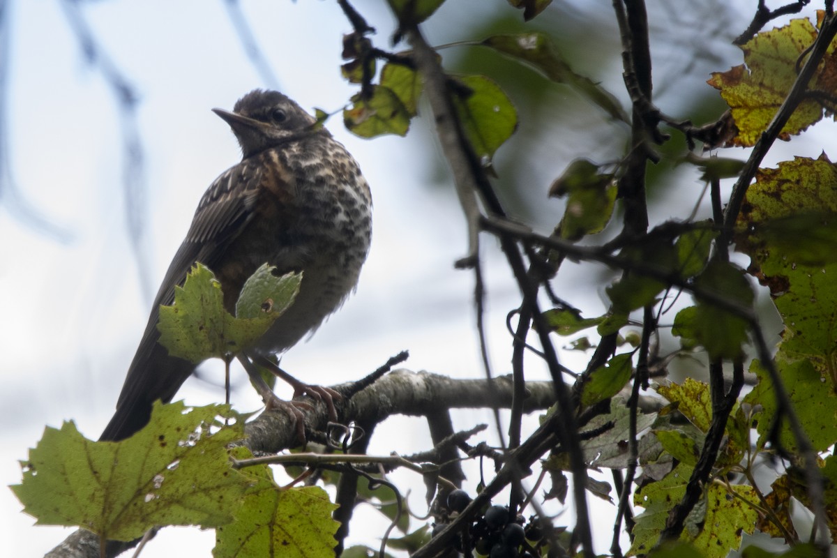 American Robin - ML641389810