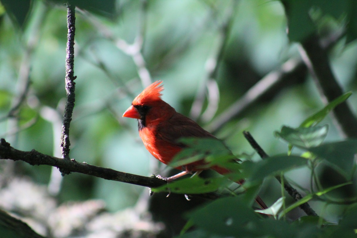Northern Cardinal - ML641389812