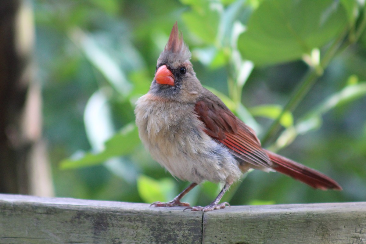 Northern Cardinal - ML641389813