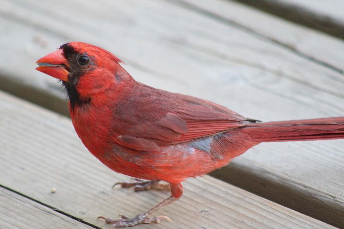 Northern Cardinal - ML641389814