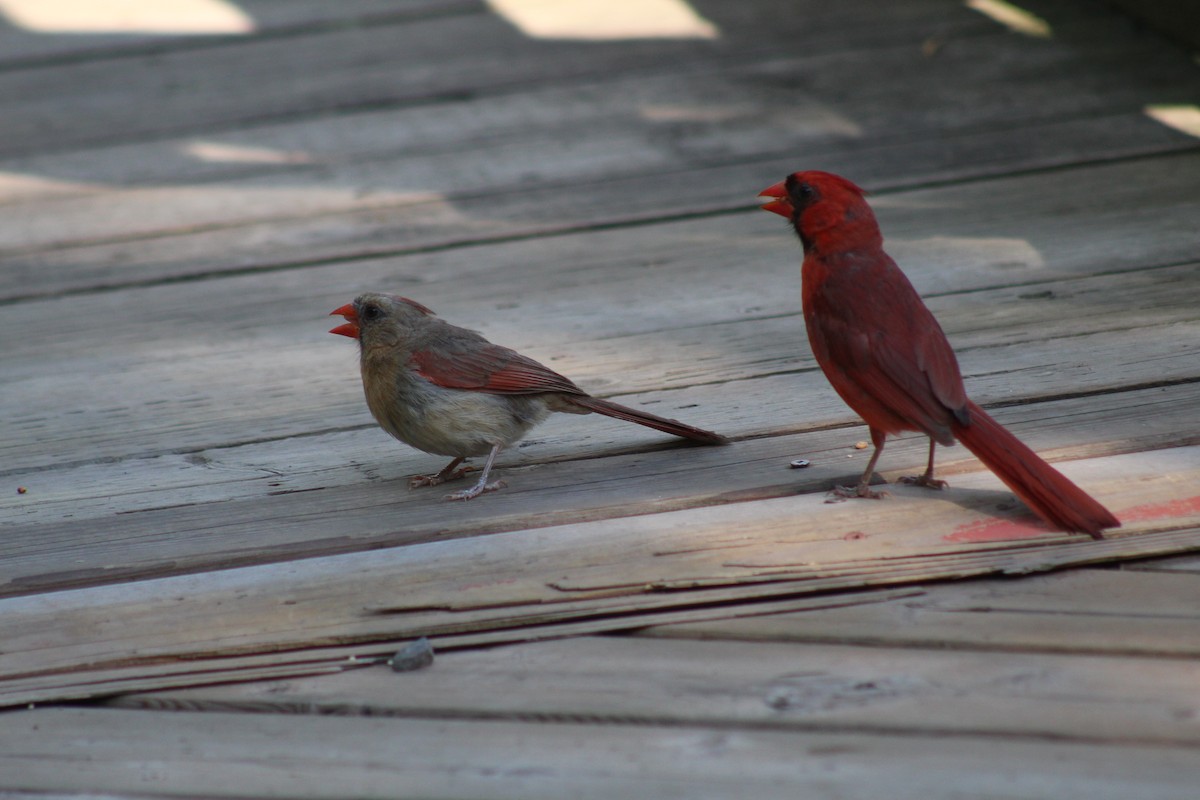 Northern Cardinal - ML641389815