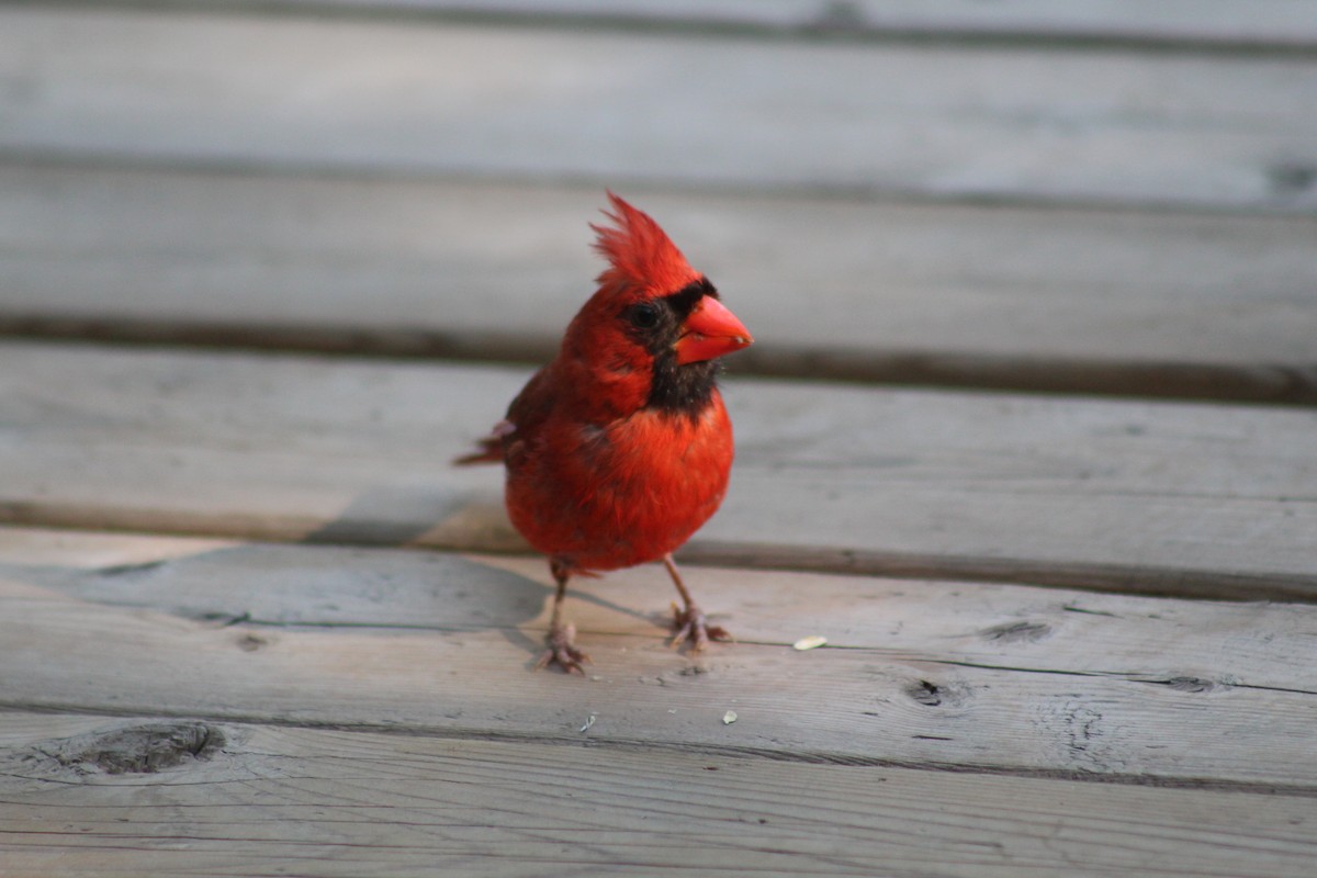 Northern Cardinal - ML641389816