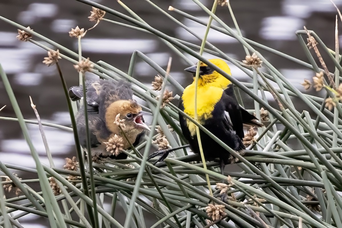 Yellow-headed Blackbird - ML641389820