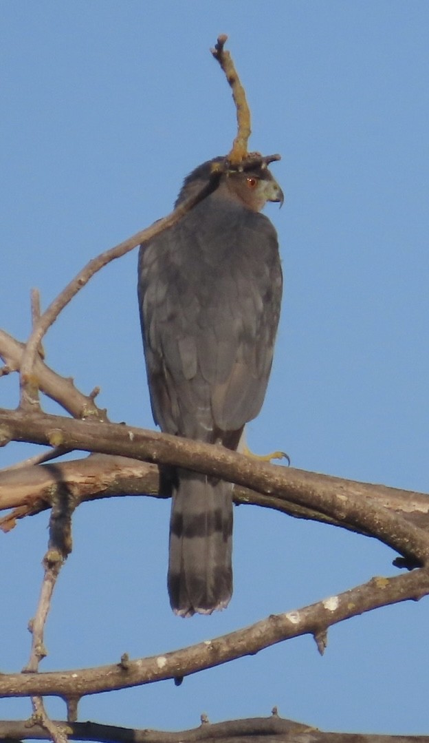 Cooper's Hawk - ML641389827